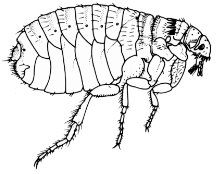 flea_flipped