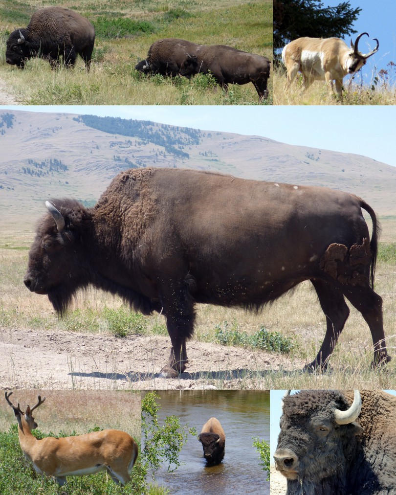 2015-06-28 Bison National Range