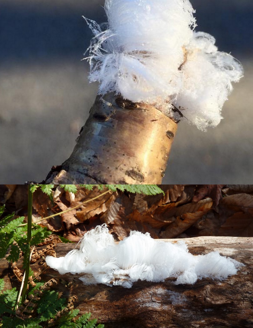 Frost Flowers