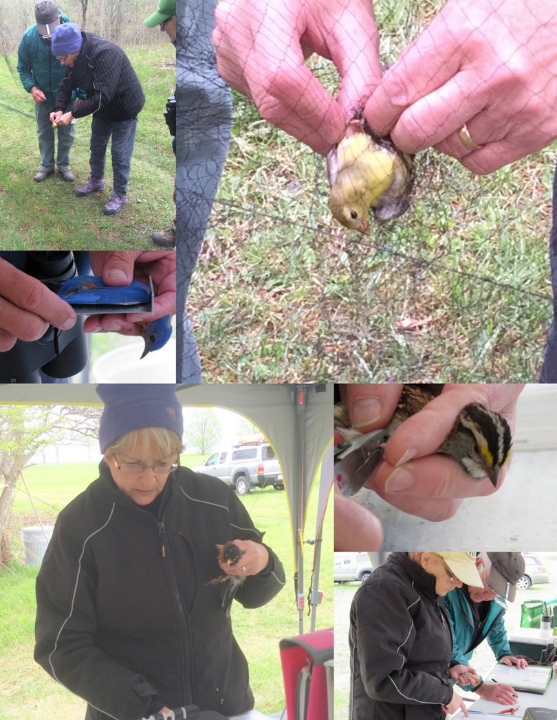 2016-05-18 Crown Point Bird Banding