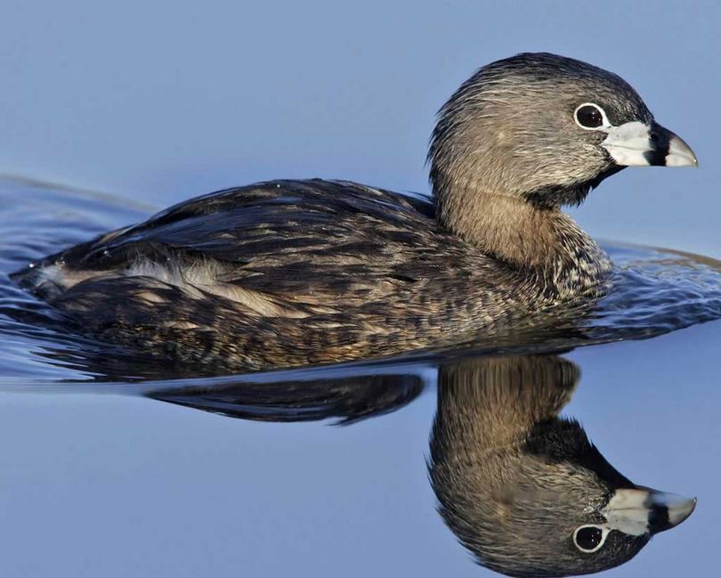 Pied-billed_Grebe