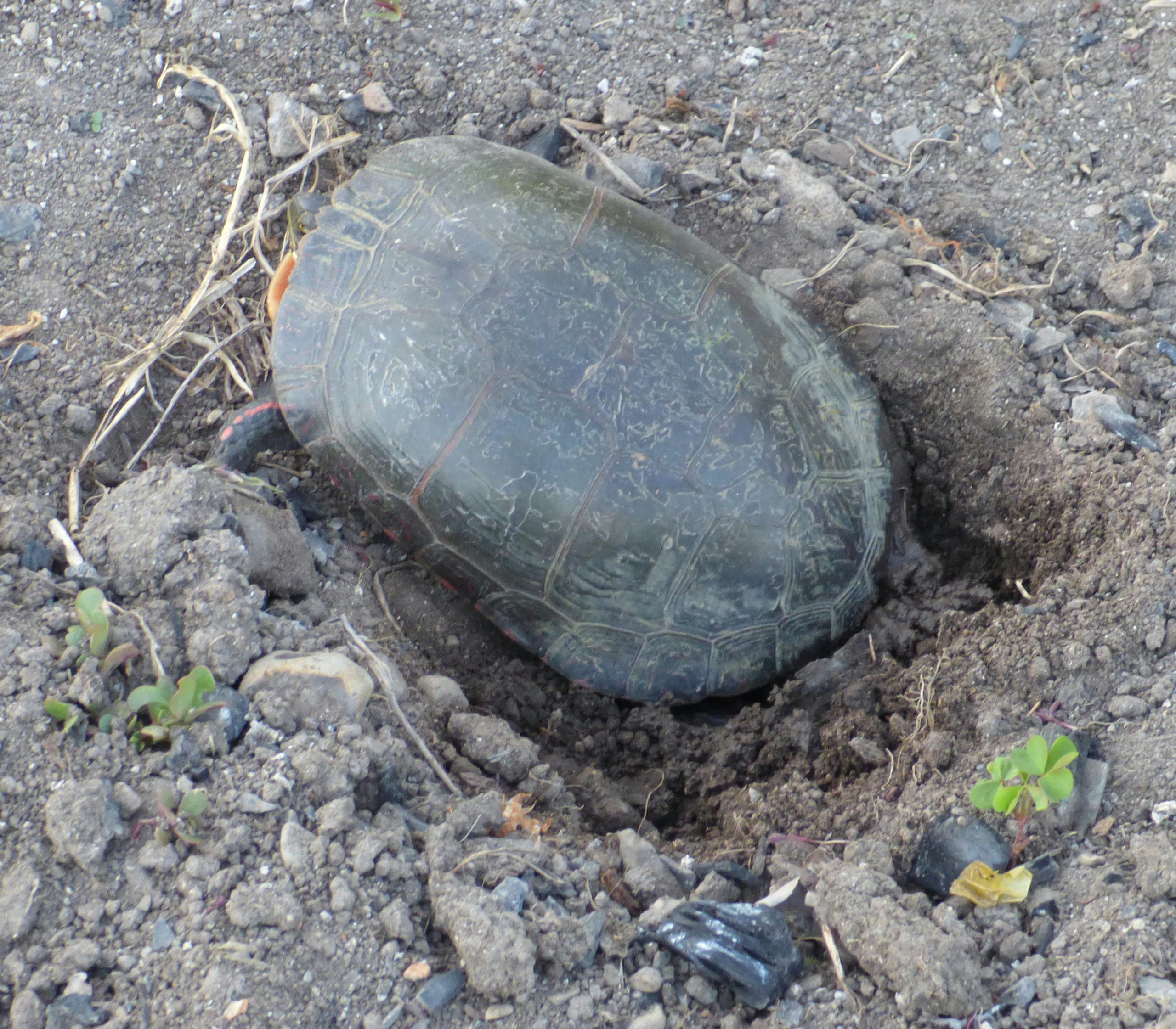 Painted Turtle Eggs in the Garden A personal journal.