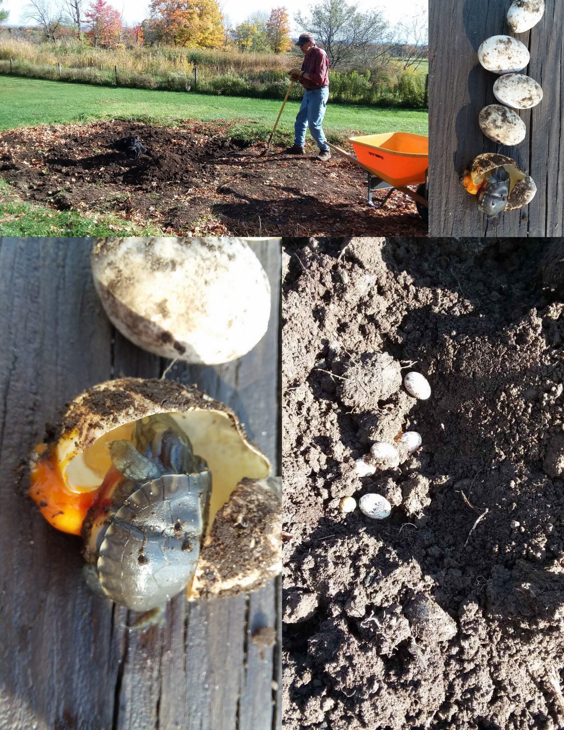 Painted Turtle Eggs A personal journal.